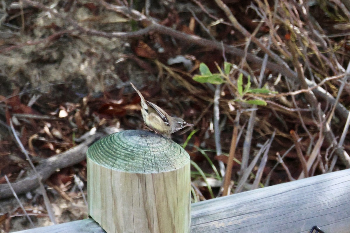 Spotted Scrubwren - ML636868470