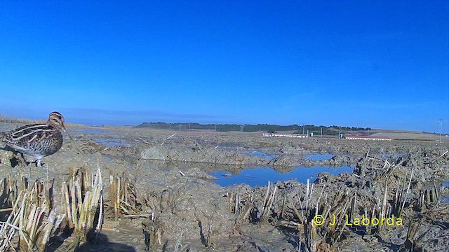Шөвгөн хараалж - ML636868511