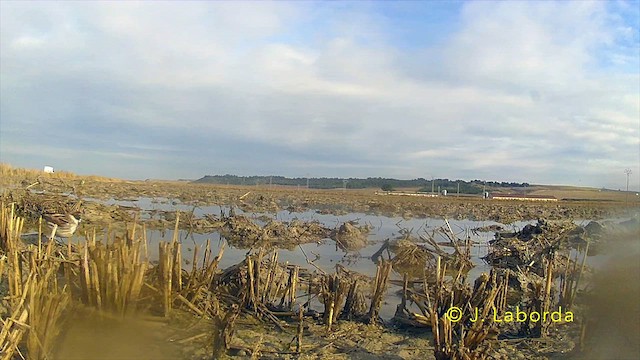 Reed Bunting - ML636868536