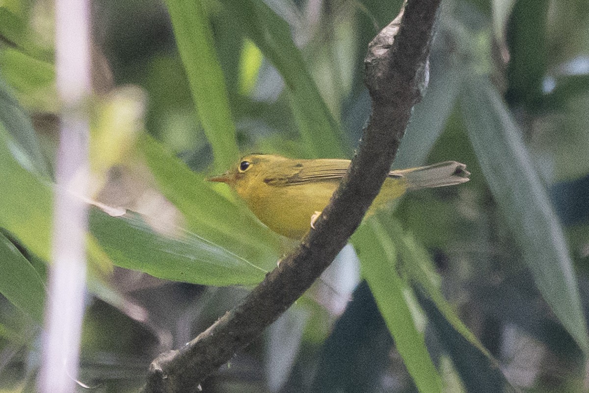 Green-crowned Warbler - ML636868560