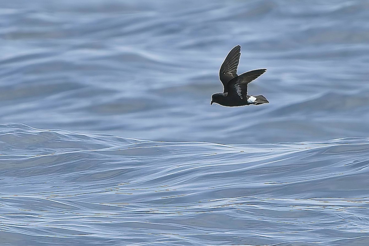 European Storm-Petrel - ML636868601