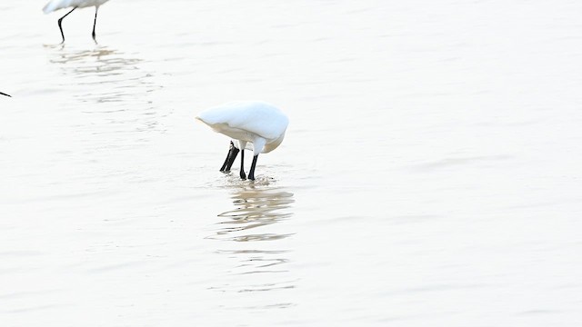 黑面琵鷺 - ML636868631