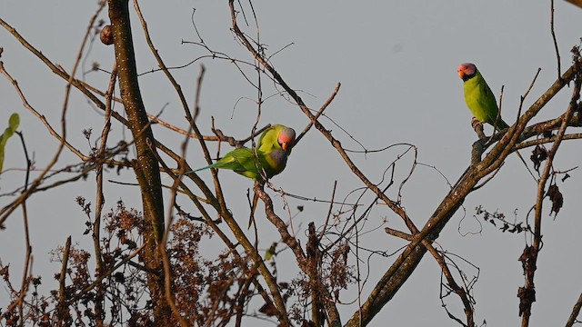 Blossom-headed Parakeet - ML636868704