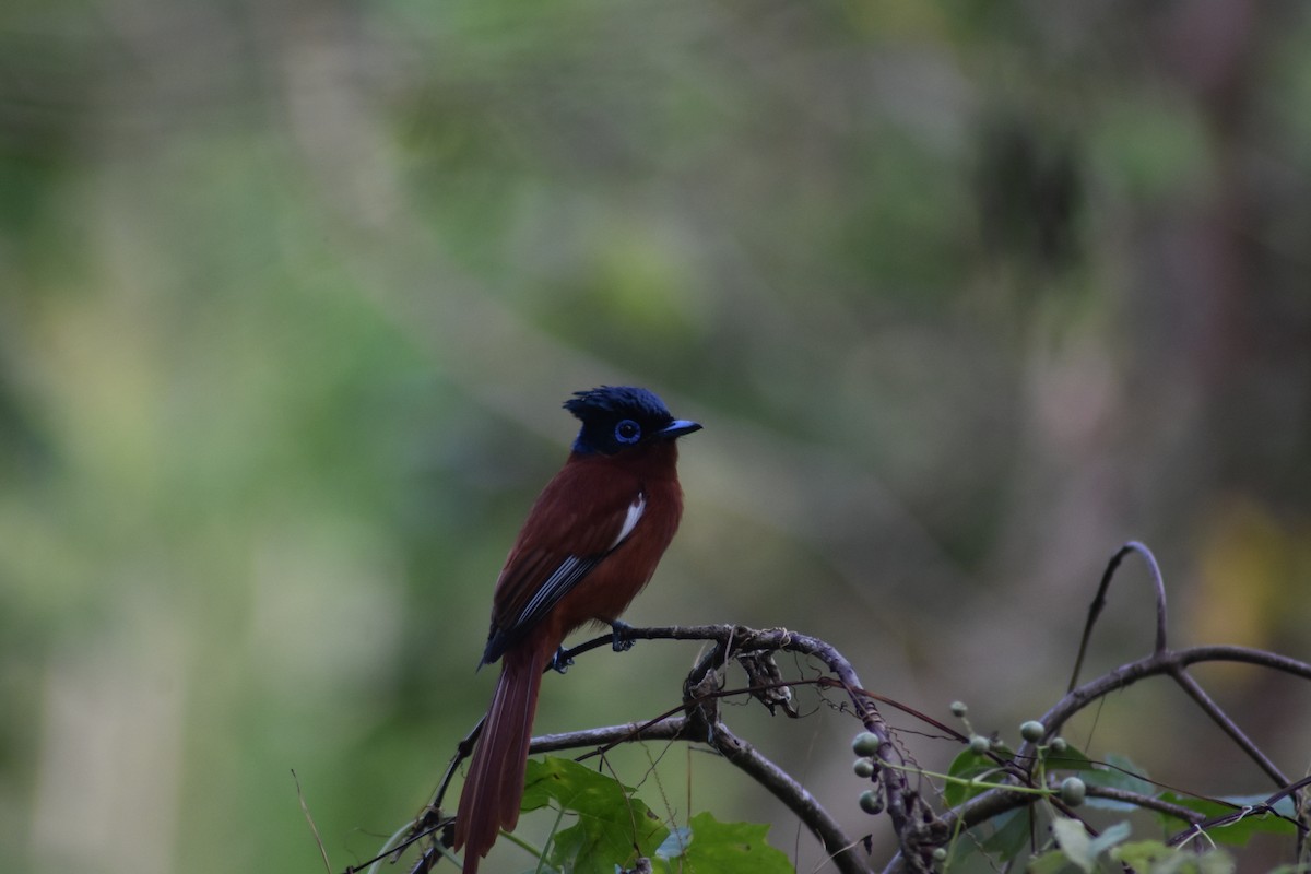 Malagasy Paradise-Flycatcher - ML636868720
