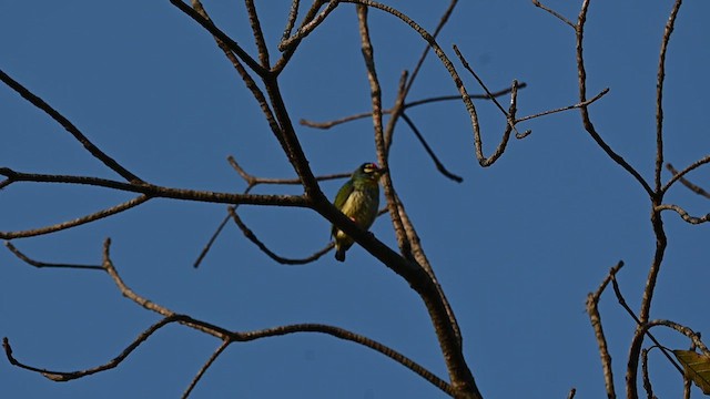 Coppersmith Barbet (Western Yellow-faced) - ML636868767