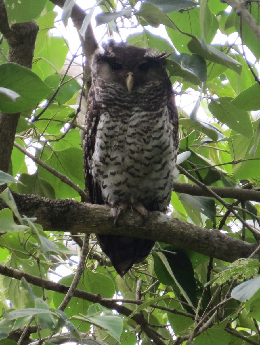 Spot-bellied Eagle-Owl - ML636868771