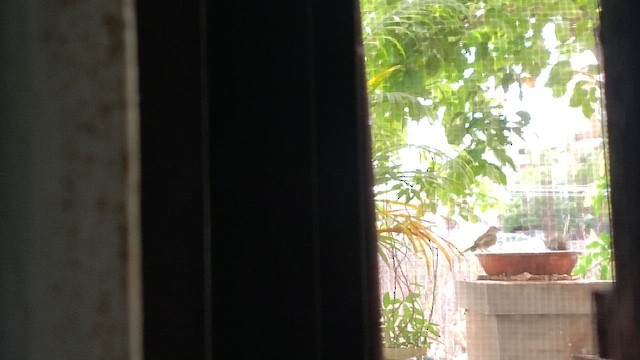 House Sparrow - ML636868834