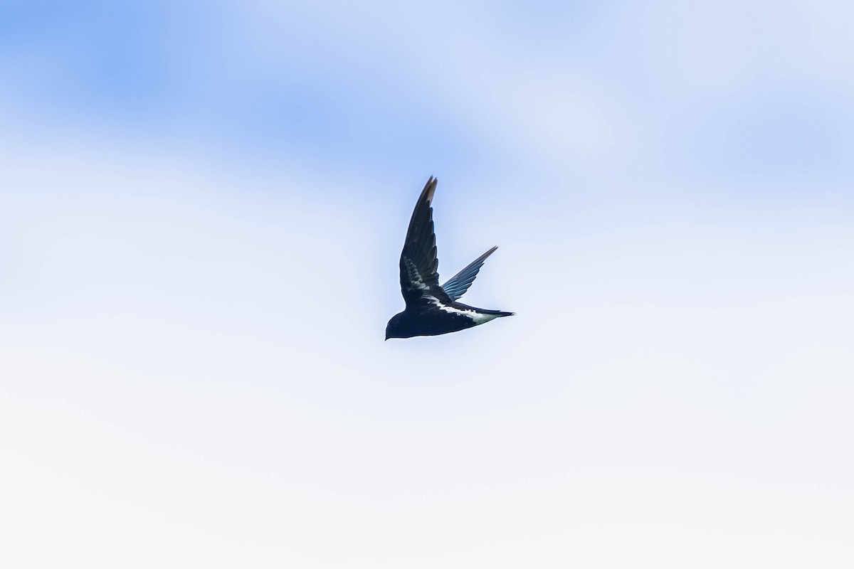 Purple Needletail - ML636868870