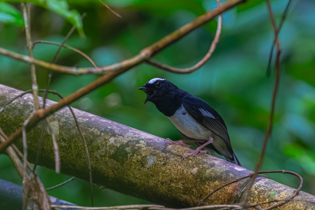 White-browed Shama - ML636868889