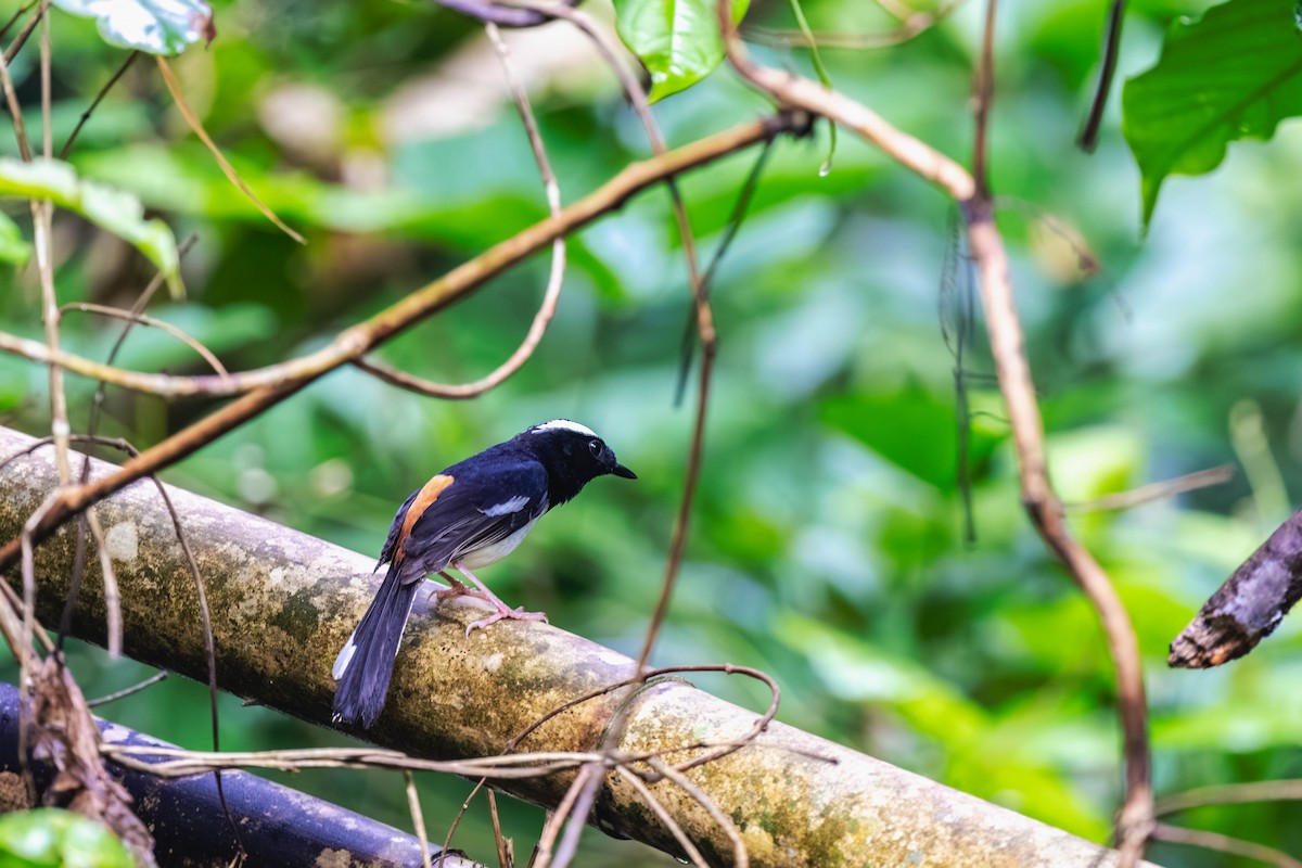 White-browed Shama - ML636868890