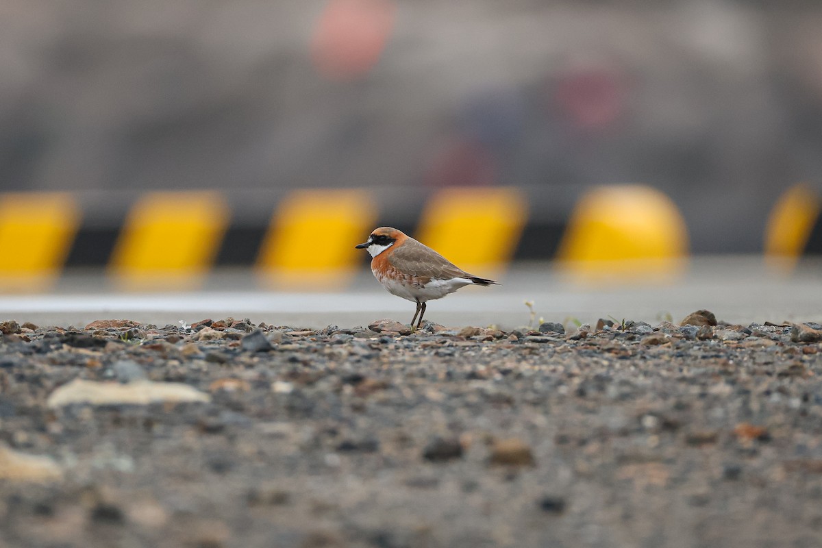 Siberian Sand-Plover - ML636868894