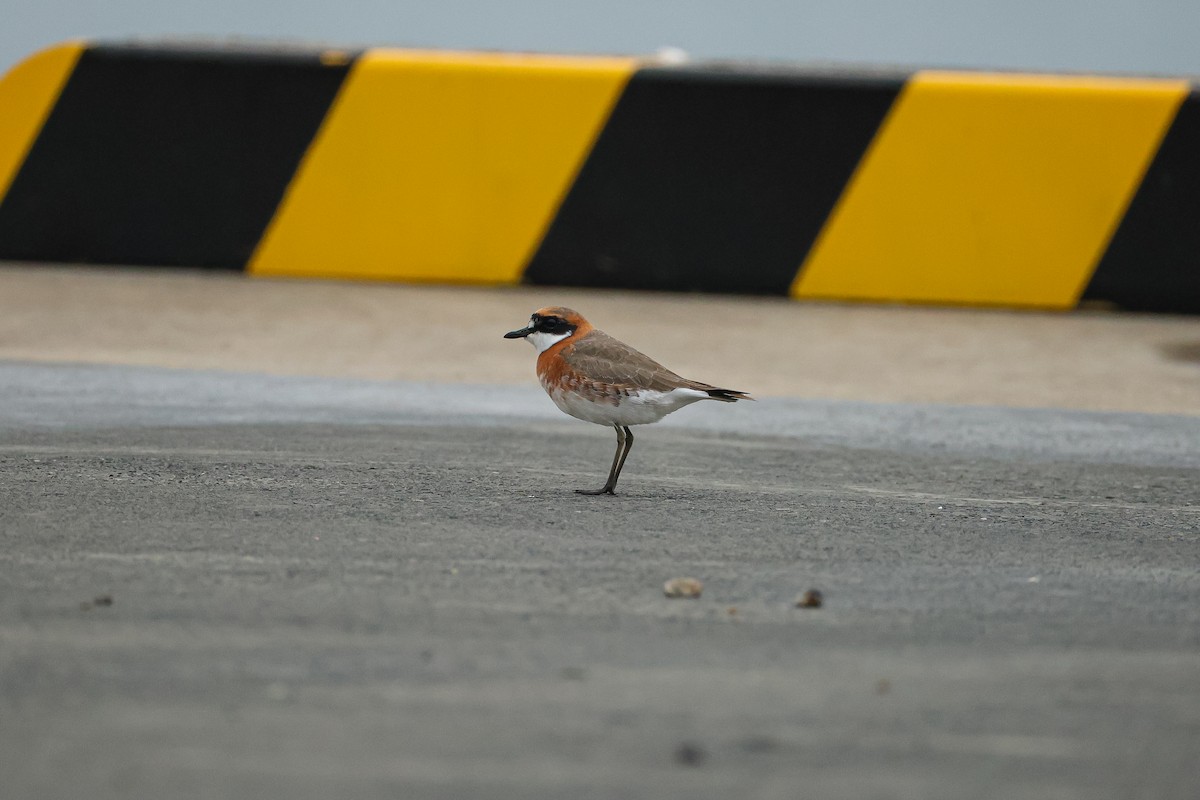Siberian Sand-Plover - ML636868895