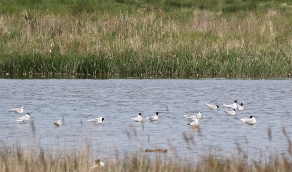 Mediterranean Gull - ML636868960