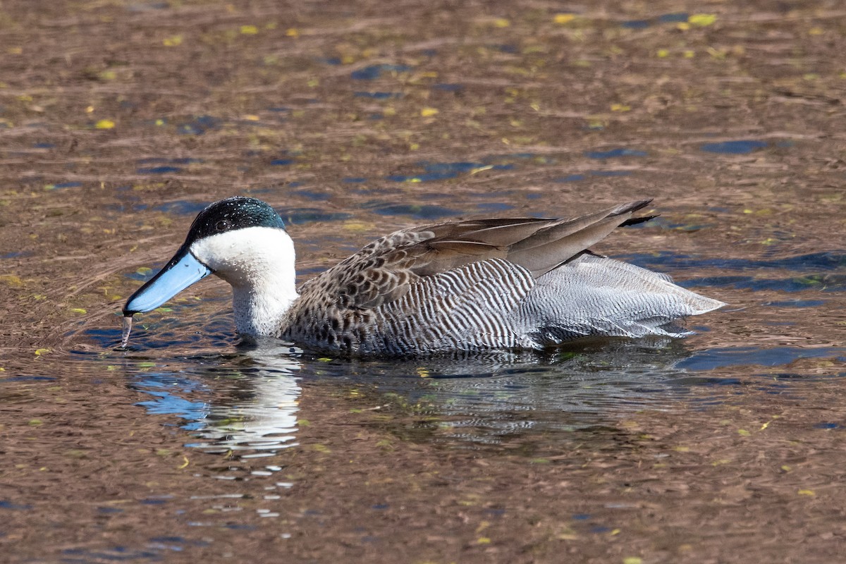 Puna Teal - ML636868984