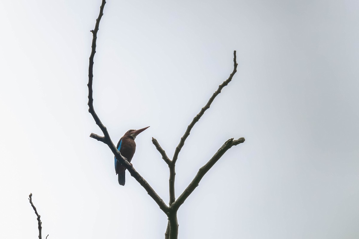 Brown-breasted Kingfisher - ML636869055