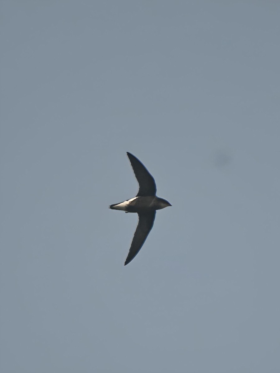 Silver-backed Needletail - ML636869098