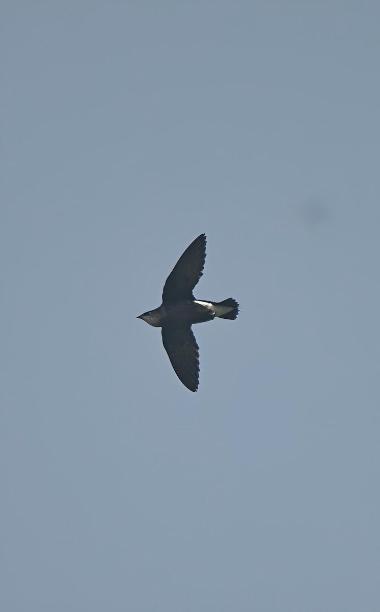 Silver-backed Needletail - ML636869099