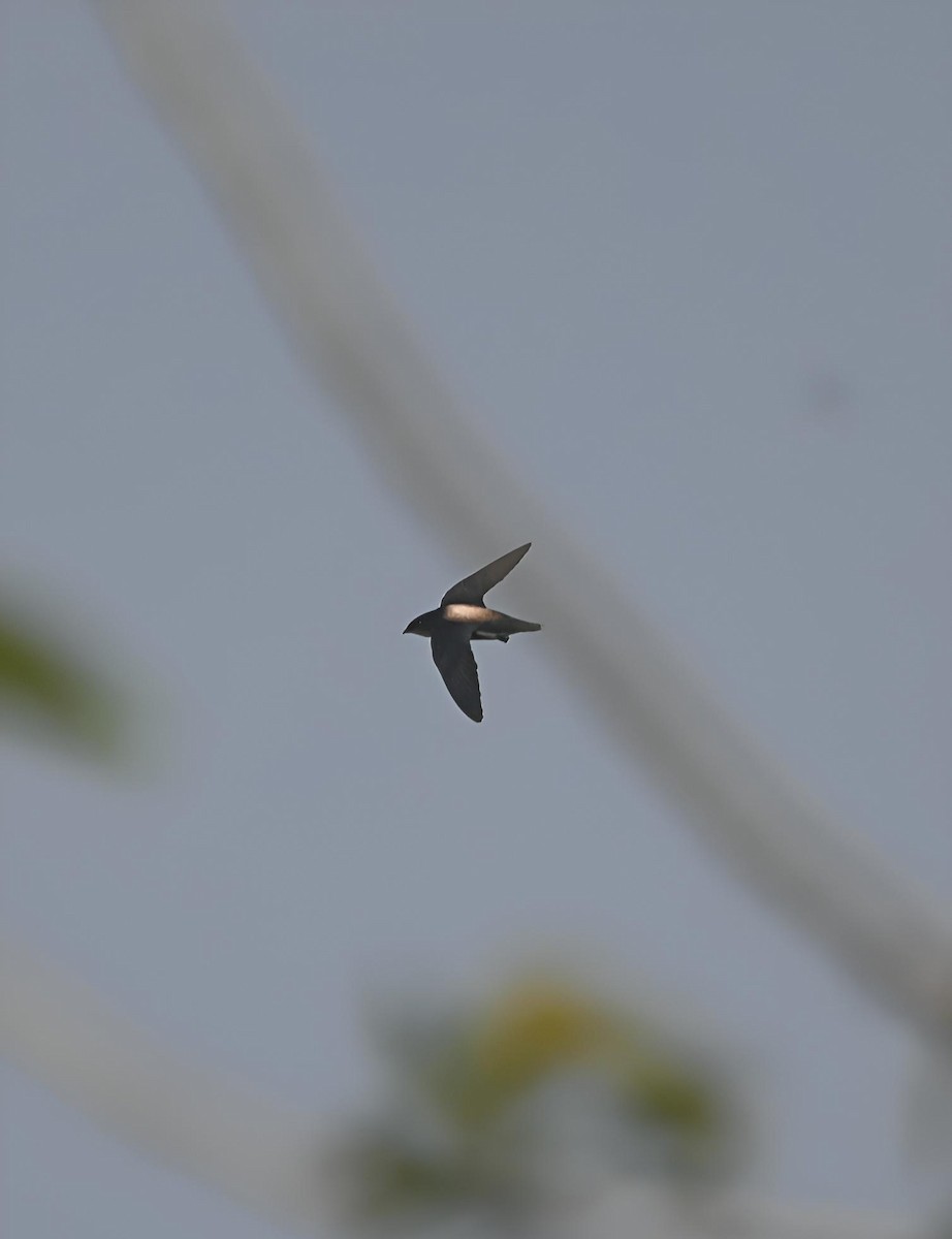 Silver-backed Needletail - ML636869100