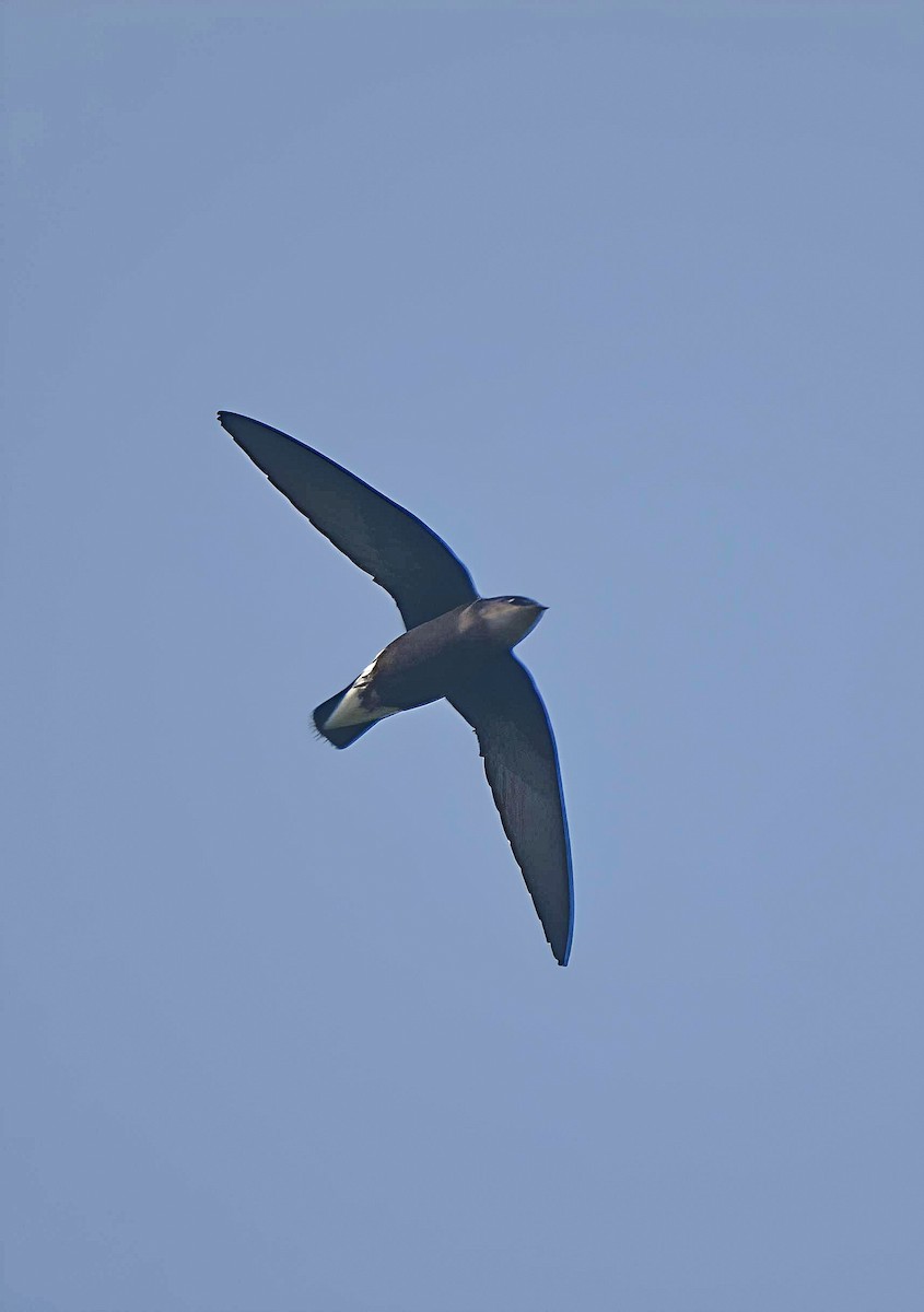 Silver-backed Needletail - ML636869102