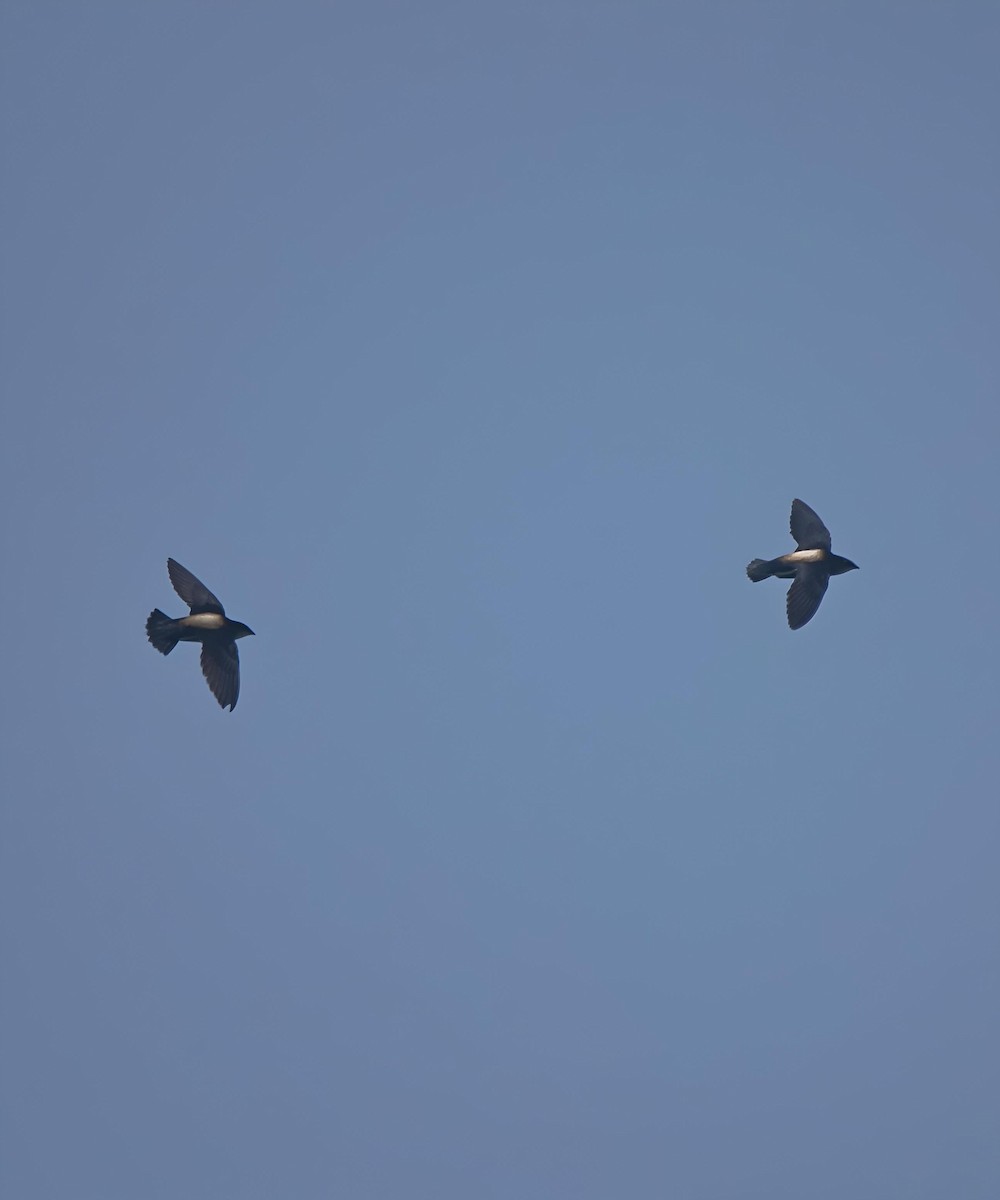 Silver-backed Needletail - ML636869103