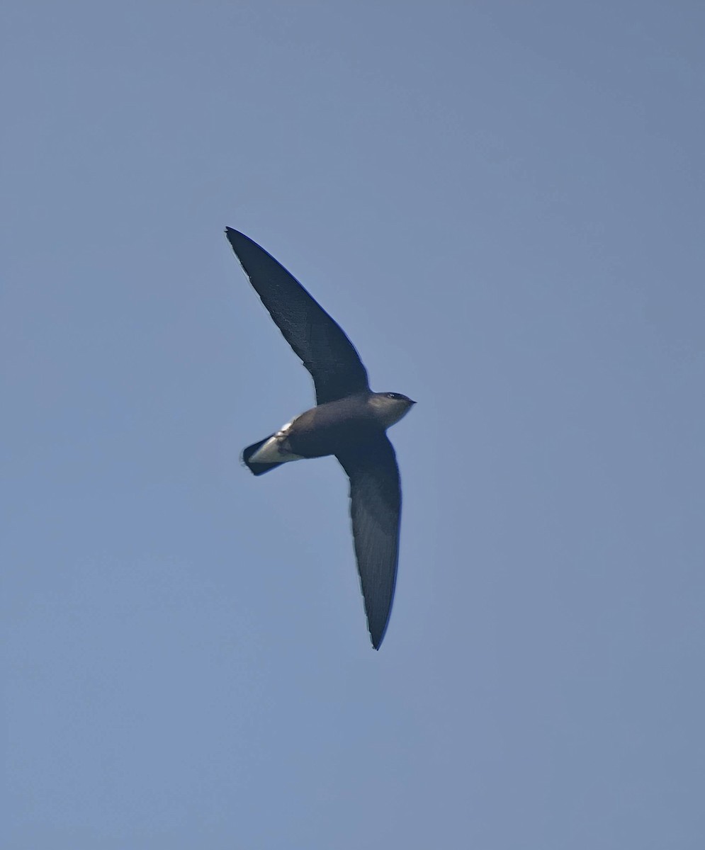 Silver-backed Needletail - ML636869104