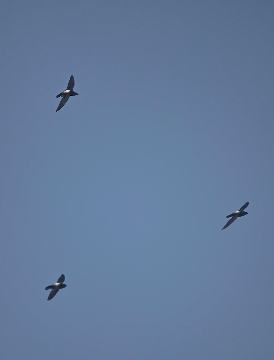 Silver-backed Needletail - ML636869106