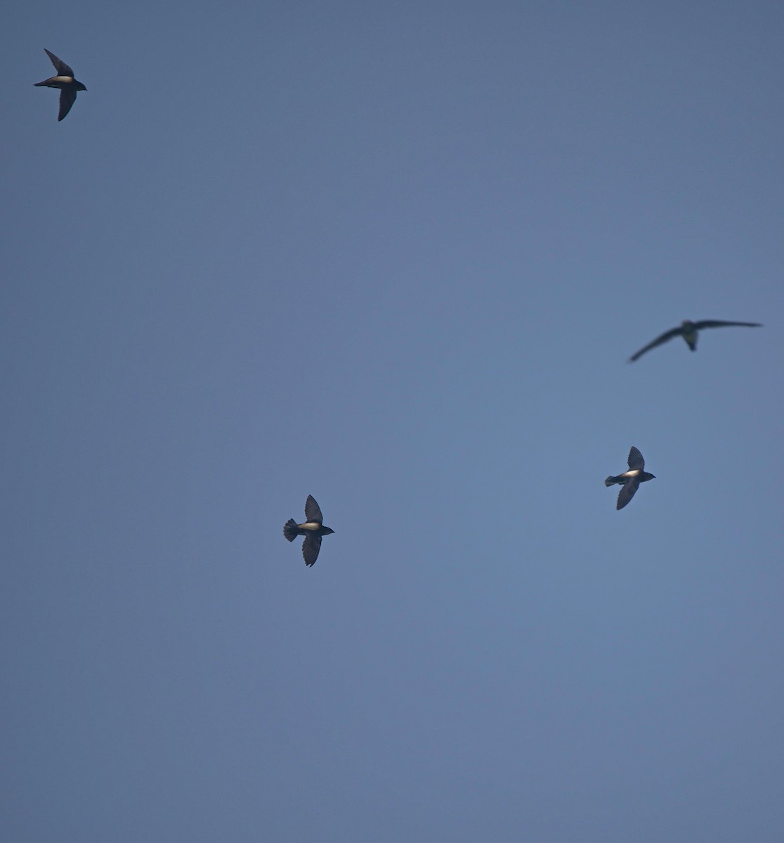Silver-backed Needletail - ML636869107