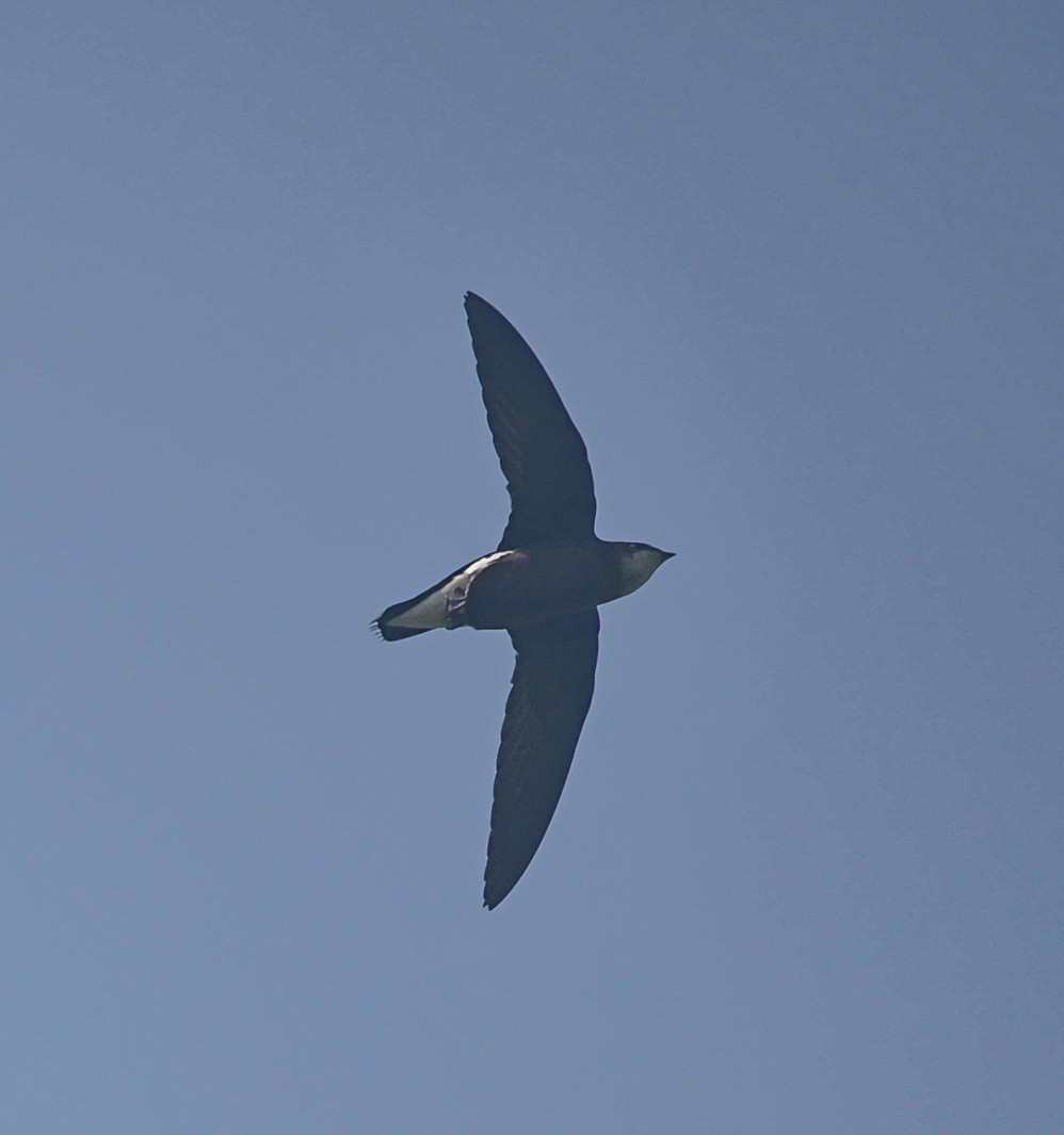Silver-backed Needletail - ML636869111