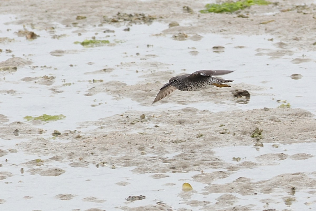 Wandering Tattler - ML636869178