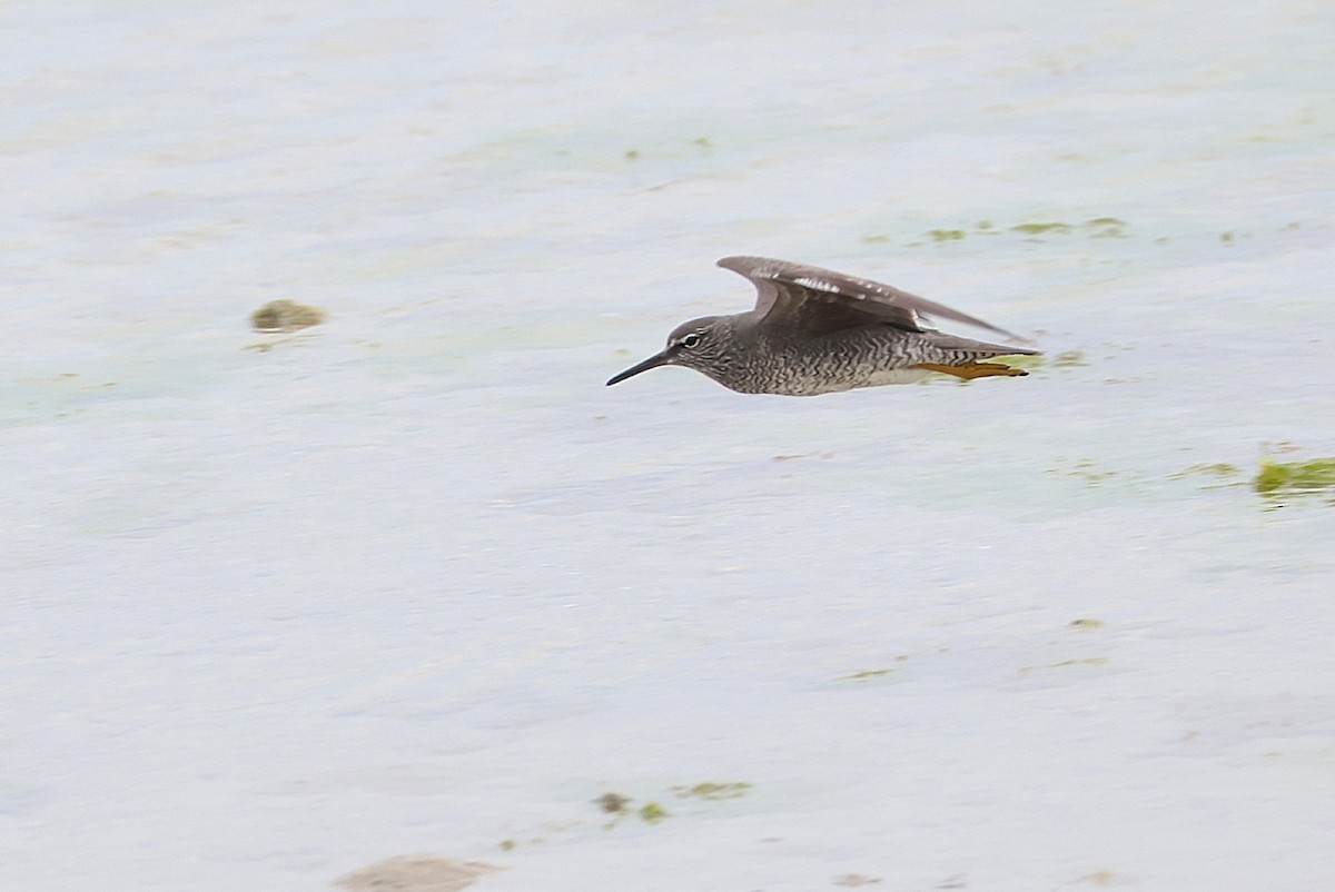 Wandering Tattler - ML636869179