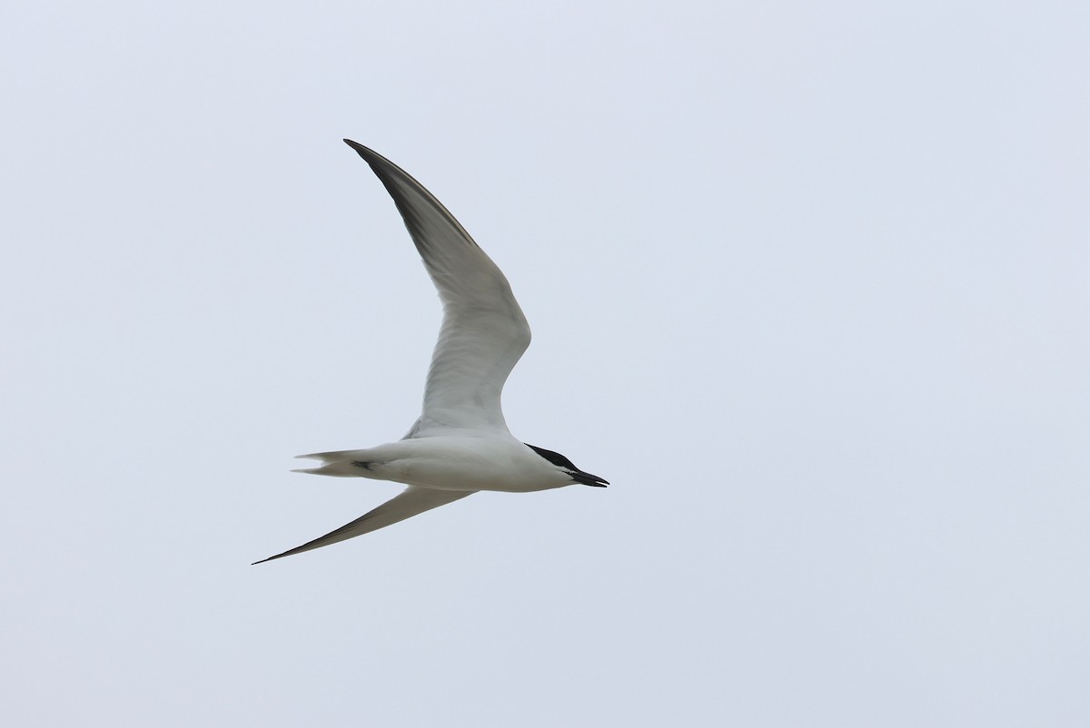 Gull-billed Tern - ML636869182