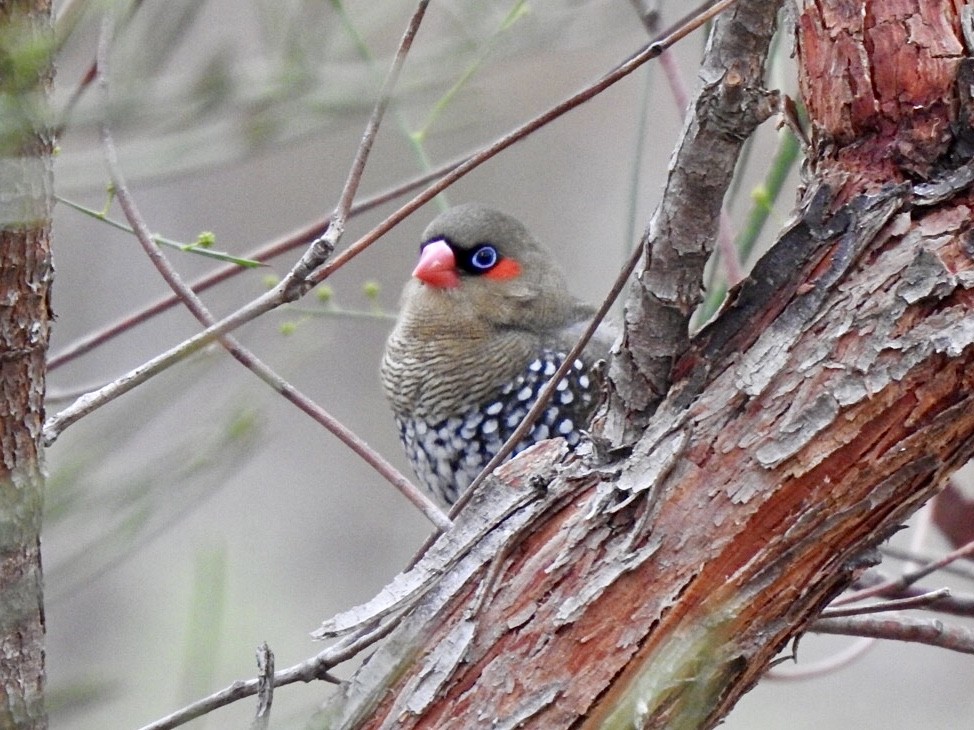 Red-eared Firetail - ML636869201