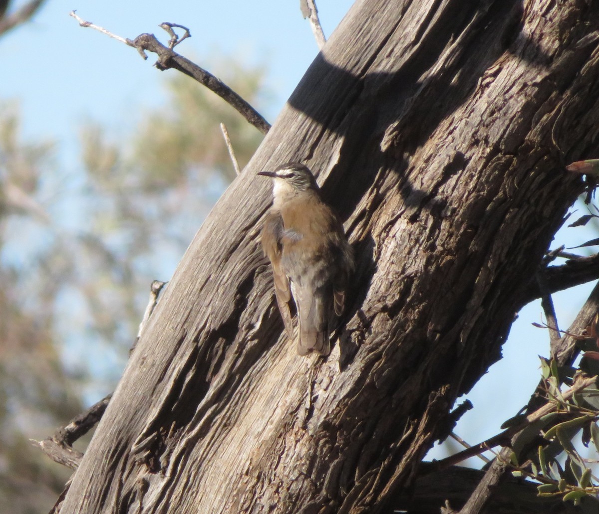 White-browed Treecreeper - ML636869251