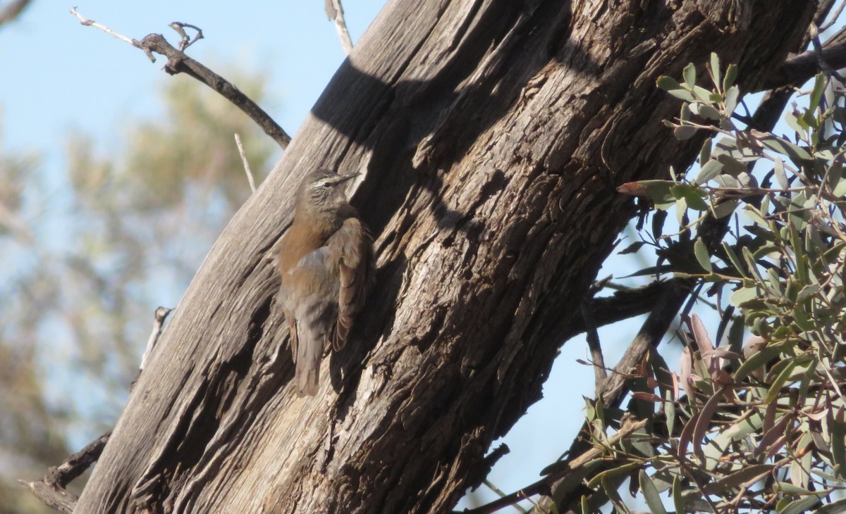 White-browed Treecreeper - ML636869254