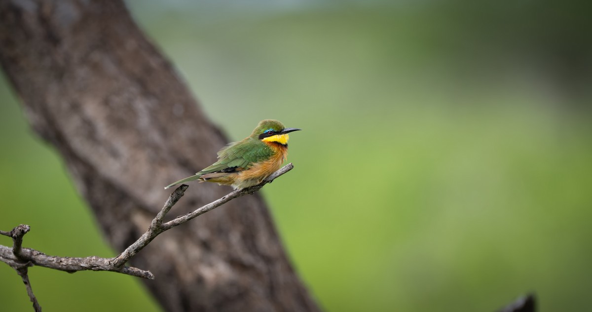 Little Bee-eater - ML636869284