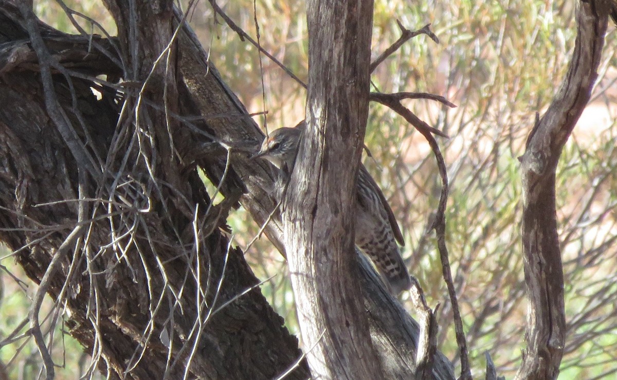 White-browed Treecreeper - ML636869317