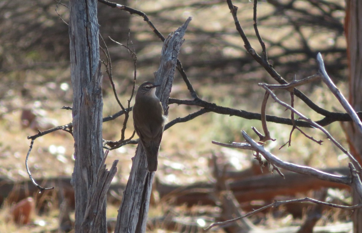 White-browed Treecreeper - ML636869318