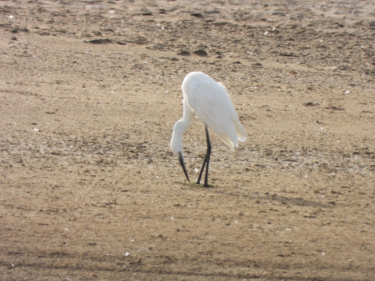 Aigrette garzette - ML636869392