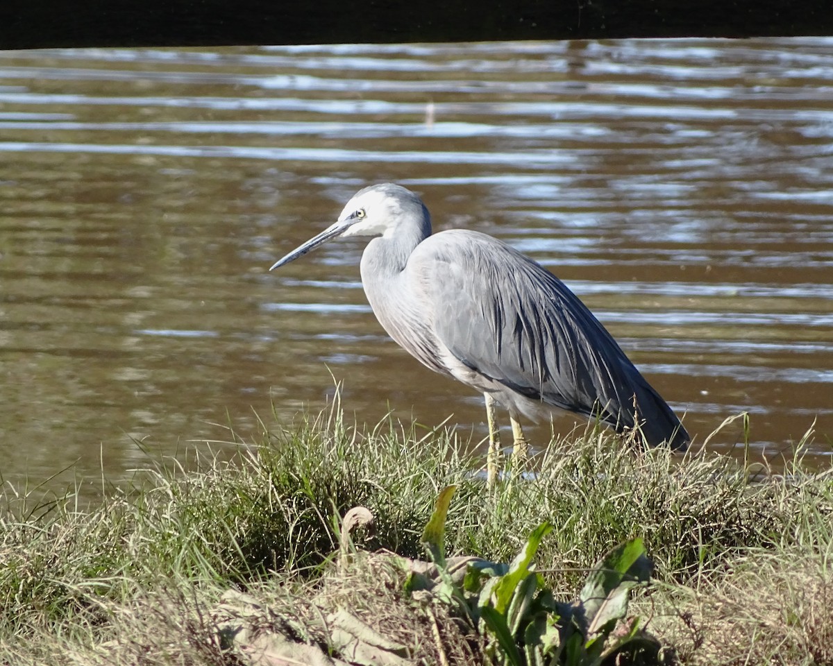 hvitmaskehegre - ML636869476