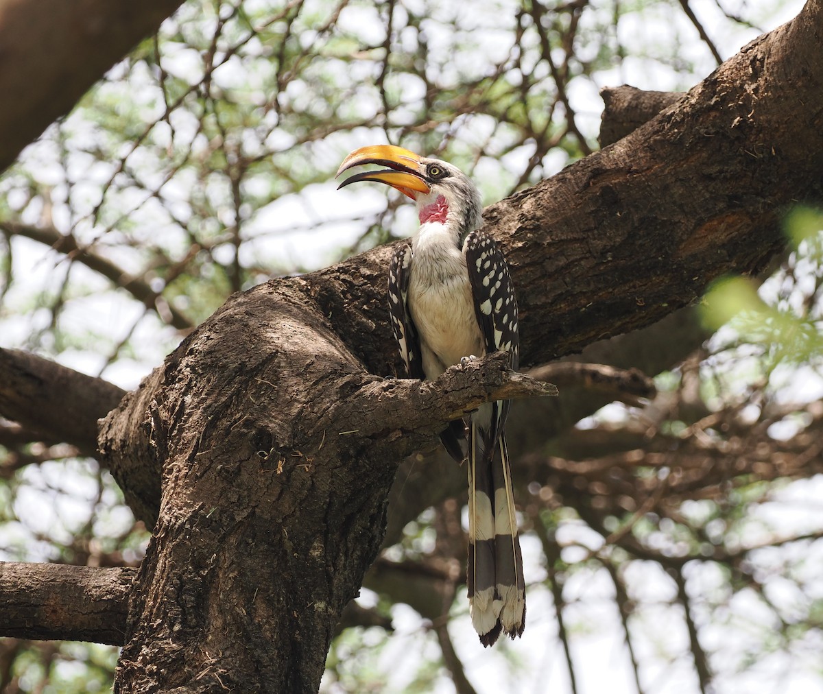 Eastern Yellow-billed Hornbill - ML636869529