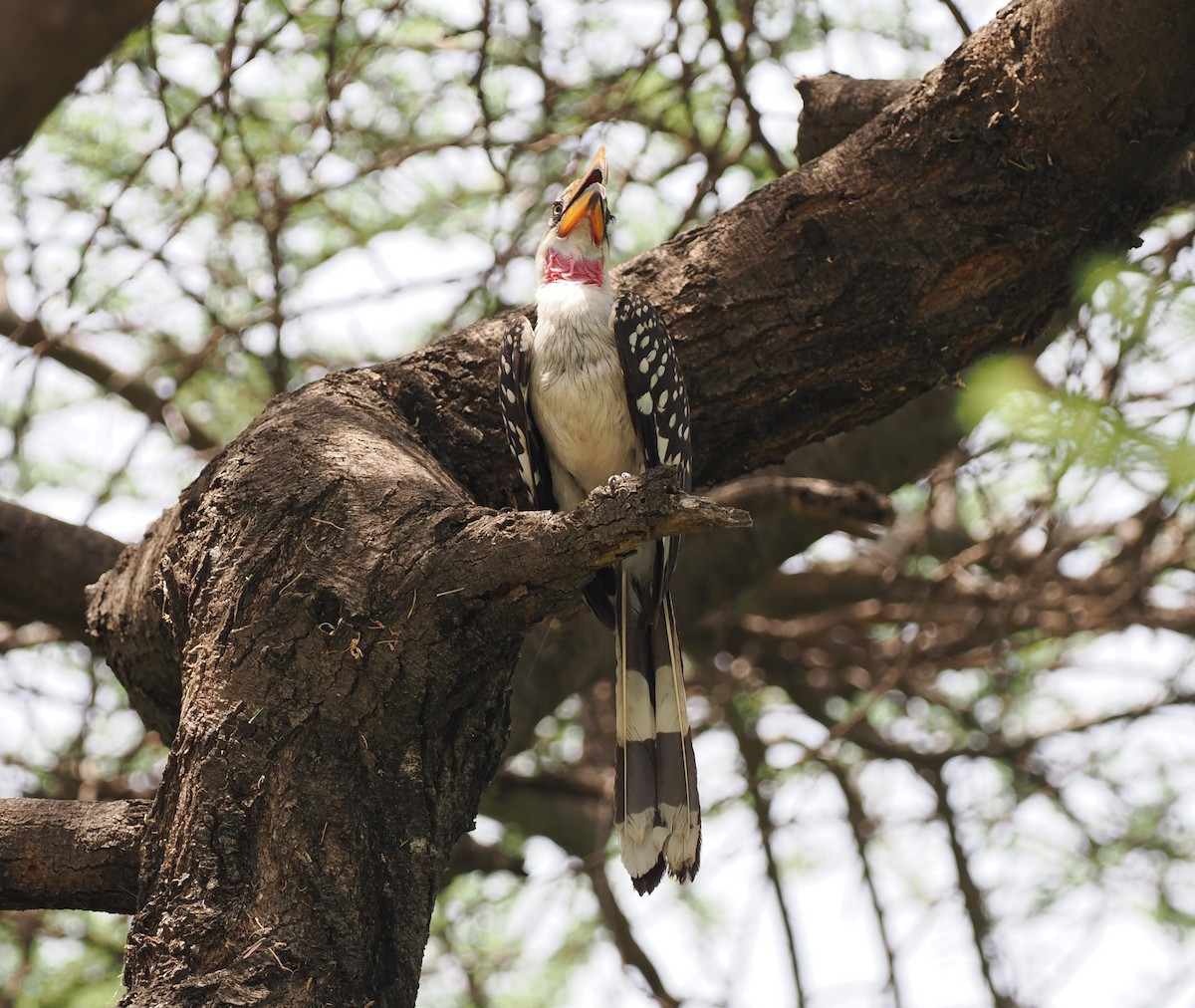 Eastern Yellow-billed Hornbill - ML636869530