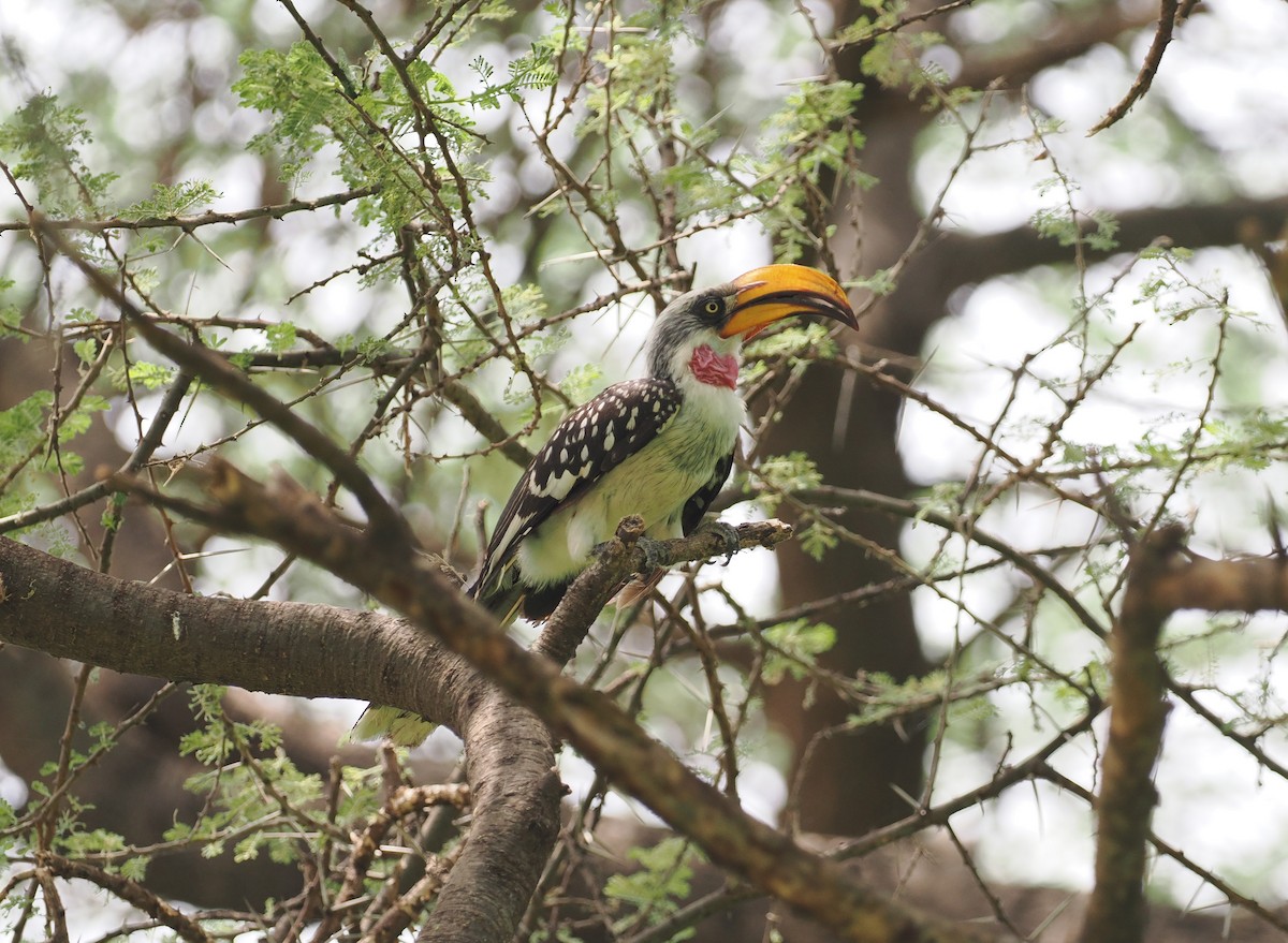 Eastern Yellow-billed Hornbill - ML636869535