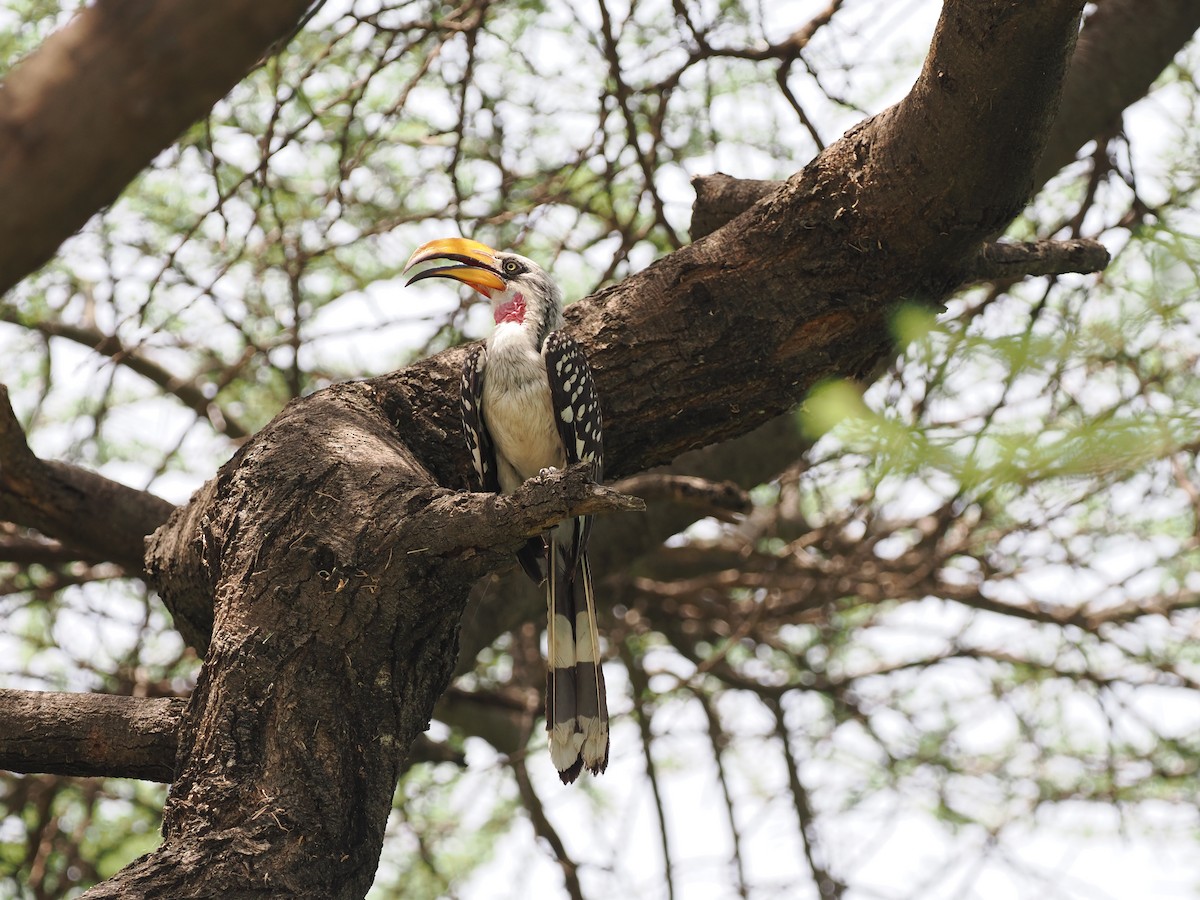 Eastern Yellow-billed Hornbill - ML636869538