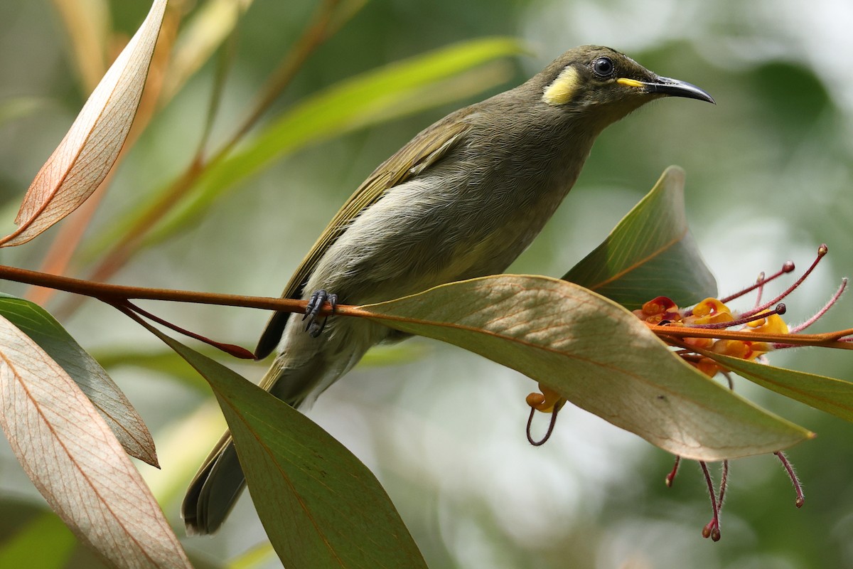 Cryptic Honeyeater - ML636869590