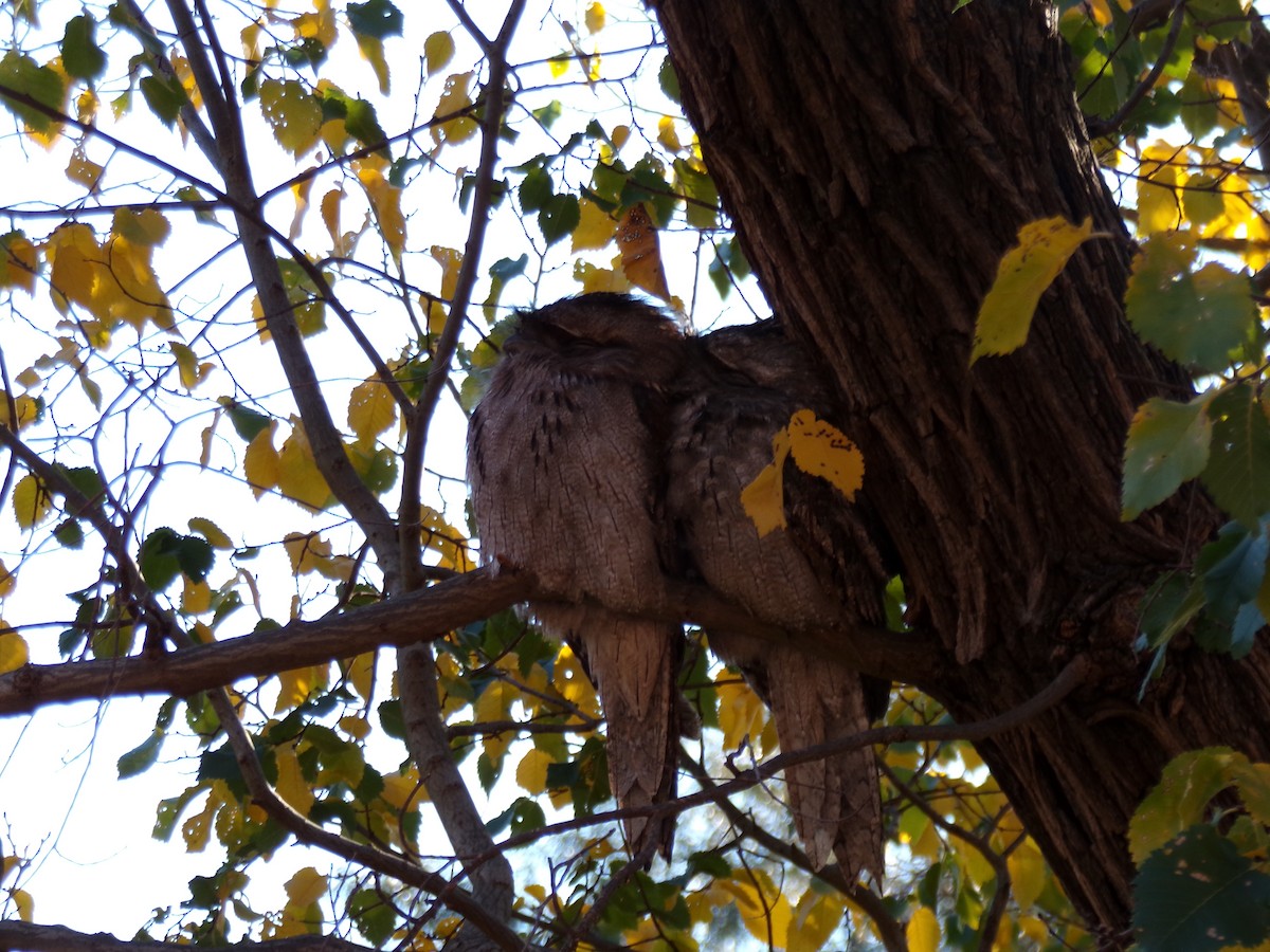 Tawny Frogmouth - ML636869632