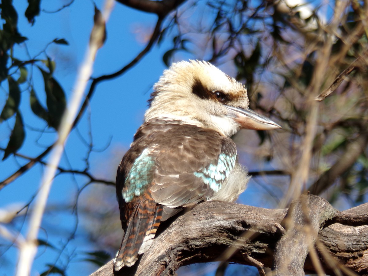 Laughing Kookaburra - ML636869643