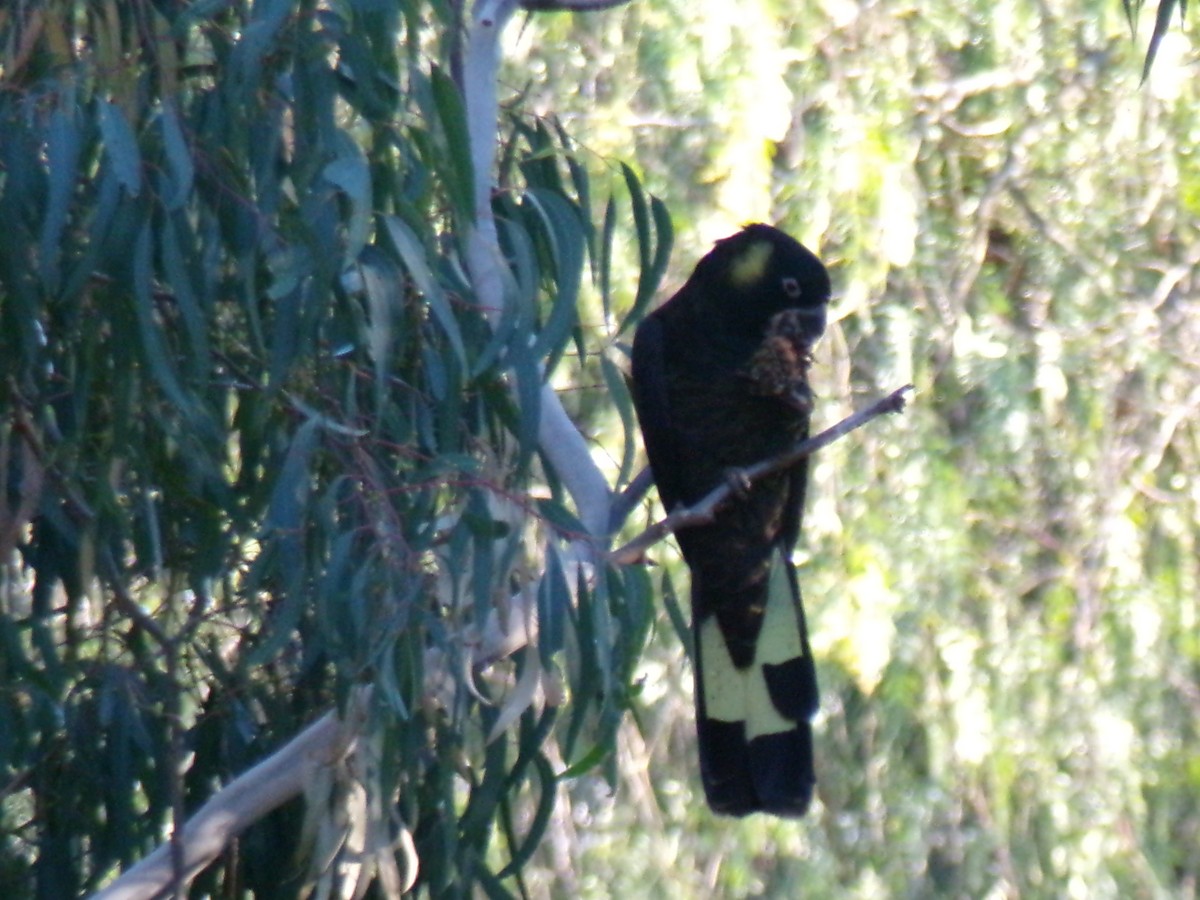 Yellow-tailed Black-Cockatoo - ML636869651