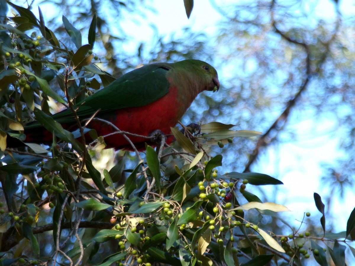Australian King-Parrot - ML636869655