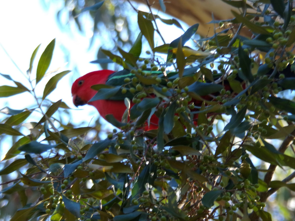 Australian King-Parrot - ML636869656