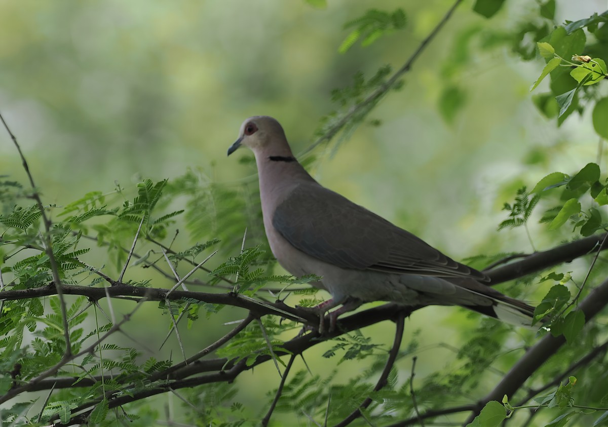 Red-eyed Dove - ML636869658